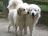 Pyrenäenberghund Foto: Delilah und Fabergé (ID 32969) Pyrenäenberghund Hund