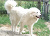 Pyrenäenberghund Foto: Symfonie van Merode Delilah (ID 33039) Pyrenäenberghund Hund