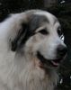 Pyrenäenberghund Hund