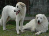 Pyrenäenberghund Foto: Pyrenäenberghunde vom Araberhof (ID 34494) Pyrenäenberghund Hund