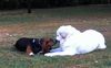 Pyrenäenberghund Foto: Patches mit Freund Russel (ID 33204) Pyrenäenberghund Hund