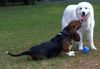 Pyrenäenberghund Foto: Patches mit Freund Russel (ID 33205) Pyrenäenberghund Hund