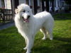 Pyrenäenberghund Foto: Balou von den drei Spreequellen Deckrüde HD-ED-OCD-PL frei / DNA im Verein hinterlegt (ID 46688) Pyrenäenberghund Hund