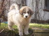 Pyrenäenberghund Foto (ID 46814) Pyrenäenberghund Hund