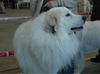 Pyrenäenberghund Foto: Ayous (Riou) (ID 35037) Pyrenäenberghund Hund