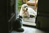 Pyrenäenberghund Foto: wollen wir gemeinsam aufpassen? (ID 31702) Pyrenäenberghund Hund