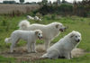 Pyrenäenberghund Foto: Pyrenäenberghunde vom Araberhof (ID 34495) Pyrenäenberghund Hund