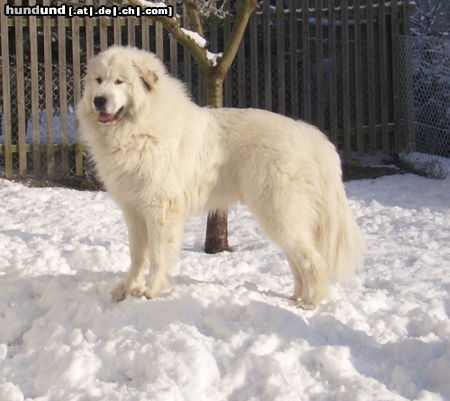 Pyrenäenberghund Balou ist HD-ED-OCD-PL freiDNA ist einsehbar