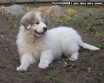 Pyrenäenberghund Hunde Foto 46816 in höherer Auflösung ansehen Pyrenäenberghund