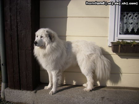 Pyrenäenberghund Balou ein Deckrüde für gewisse Stunden