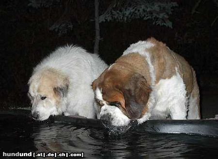 Pyrenäenberghund Urmel vom Pappelgrund & King Lear vom Alatau