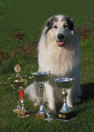 Pyrenäenberghund Hunde Foto 40155 Pyrenäenberghund Cyro Mountain Almanach