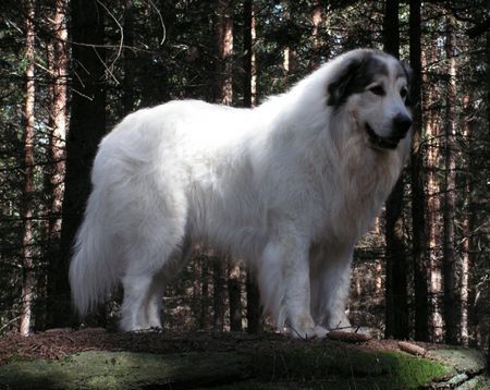 Pyrenäenberghund Hunde Foto 40153 Pyrenäenberghund Cyro Mountain Almanach