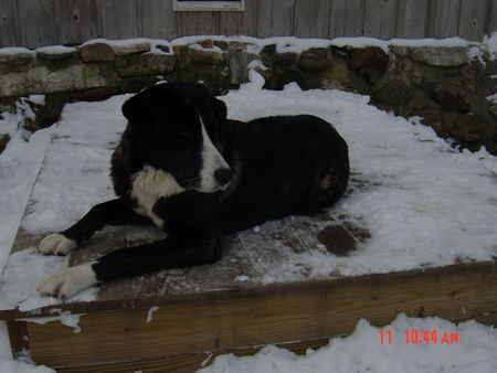 Rafeiro do Alentejo female, 20 months old