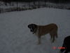 Rafeiro do Alentejo Foto: male, 10 month old (ID 27551) Rafeiro do Alentejo Hund
