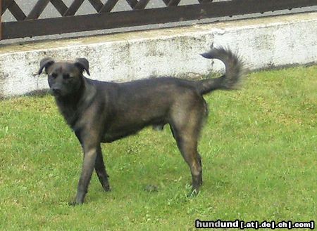 Ratero Hunde Foto 44653 in höherer Auflösung ansehen Ratero Rocky