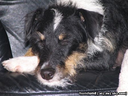 Ratero Hunde Foto 17193 Ratero Foto von meinem Ratero-Mix Pino