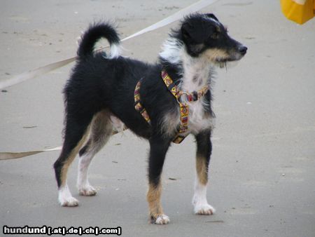 Ratero Hunde Foto 17192 Ratero Foto von meinem Ratero-Mix Pino