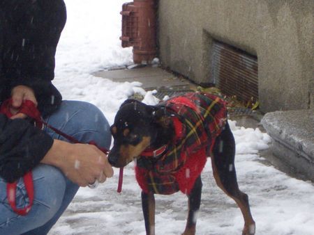 Ratero Hunde Foto 28337 in höherer Auflösung ansehen Ratero Micro aus Mallorca im Schnee