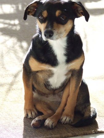 Ratero Hunde Foto 35755 Ratero Unsere Cani