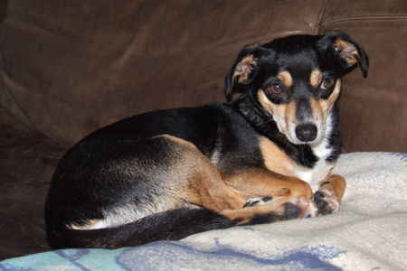 Ratero Hunde Foto 35756 Ratero Unsere Cani