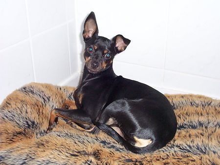 Ratero Hunde Foto 29135 in höherer Auflösung ansehen Ratero Luna