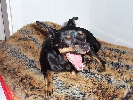 Ratero Hunde Foto 29136 in höherer Auflösung ansehen Ratero Luna