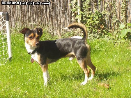 Ratero Hunde Foto 14397 Ratero Fenris 11 Monate alt