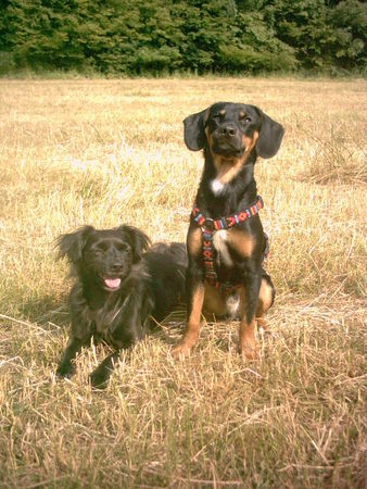 Ratero Hunde Foto 27410 in höherer Auflösung ansehen Ratero rechts Pyos, Ratero-Mix