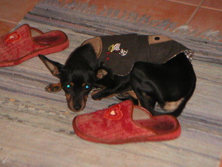 Ratero Hunde Foto 36573 Ratero Luna noch auf Mallorca