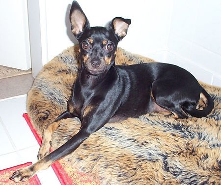 Ratero Hunde Foto 29134 in höherer Auflösung ansehen Ratero Luna 2 Jahre alt
