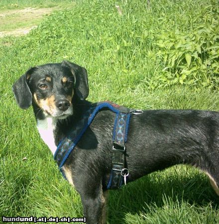 Ratero Hunde Foto 15139 in höherer Auflösung ansehen Ratero meine süße als baby