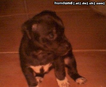 Ratero Hunde Foto 17750 in höherer Auflösung ansehen Ratero Ratero Mischling