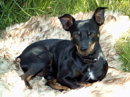 Ratero Hunde Foto 36391 Ratero Murphy ist als Nothund von Mallorca nach Deutschland gekommen.