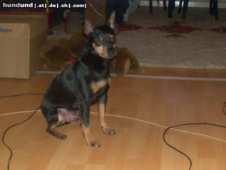 Ratero Hunde Foto 17783 in höherer Auflösung ansehen Ratero Jarpo