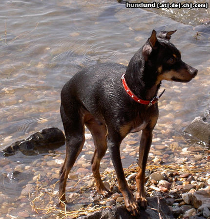 Ratero Hunde Foto 25646 in höherer Auflösung ansehen Ratero Ich bin sammy,ein Ratero aus Mallorca