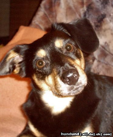 Ratero Hunde Foto 17866 in höherer Auflösung ansehen Ratero Unser Ratero-Mix Olli