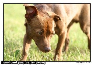 Ratero Hunde Foto 13048 Ratero Rocky mit 1 Jahr beim Berlin-Ausflug