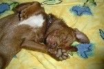 Ratero Hunde Foto 12018 Ratero Mein Rocky ist ein waschechter Ratero de Peruano (und ein Frechdachs)