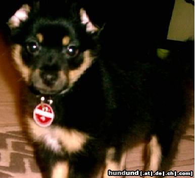 Ratero Hunde Foto 18320 in höherer Auflösung ansehen Ratero Unsre sally mit 11 Wochen