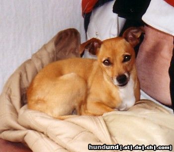 Ratero Salomon Rüde 6 Jahre