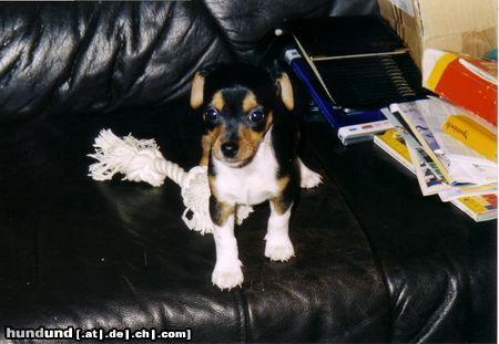 Ratero Hunde Foto 6836 Ratero Fenris