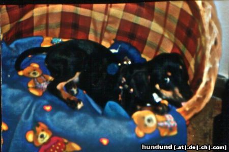 Ratero Hunde Foto 15137 in höherer Auflösung ansehen Ratero meine süße als baby