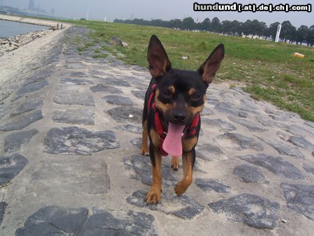 Ratero Hunde Foto 25073 Ratero Rambo am Rhein