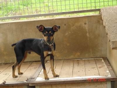 Ratero Hunde Foto 28336 in höherer Auflösung ansehen Ratero Micro aus Mallorca