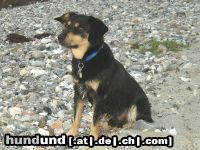 Ratero Hunde Foto 17865 Ratero Unser Ratero-Mix Olli