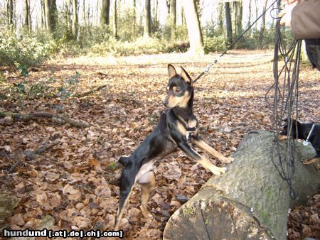 Ratero Hunde Foto 23604 Ratero waldspaziergang