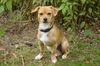 Ratero Foto: Maja (ID 22692) Ratero Hund