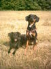 Ratero Foto: rechts Pyos, Ratero-Mix (ID 27410) Ratero Hund
