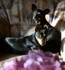 Ratero Foto: julie und pierre (ID 23692) Ratero Hund